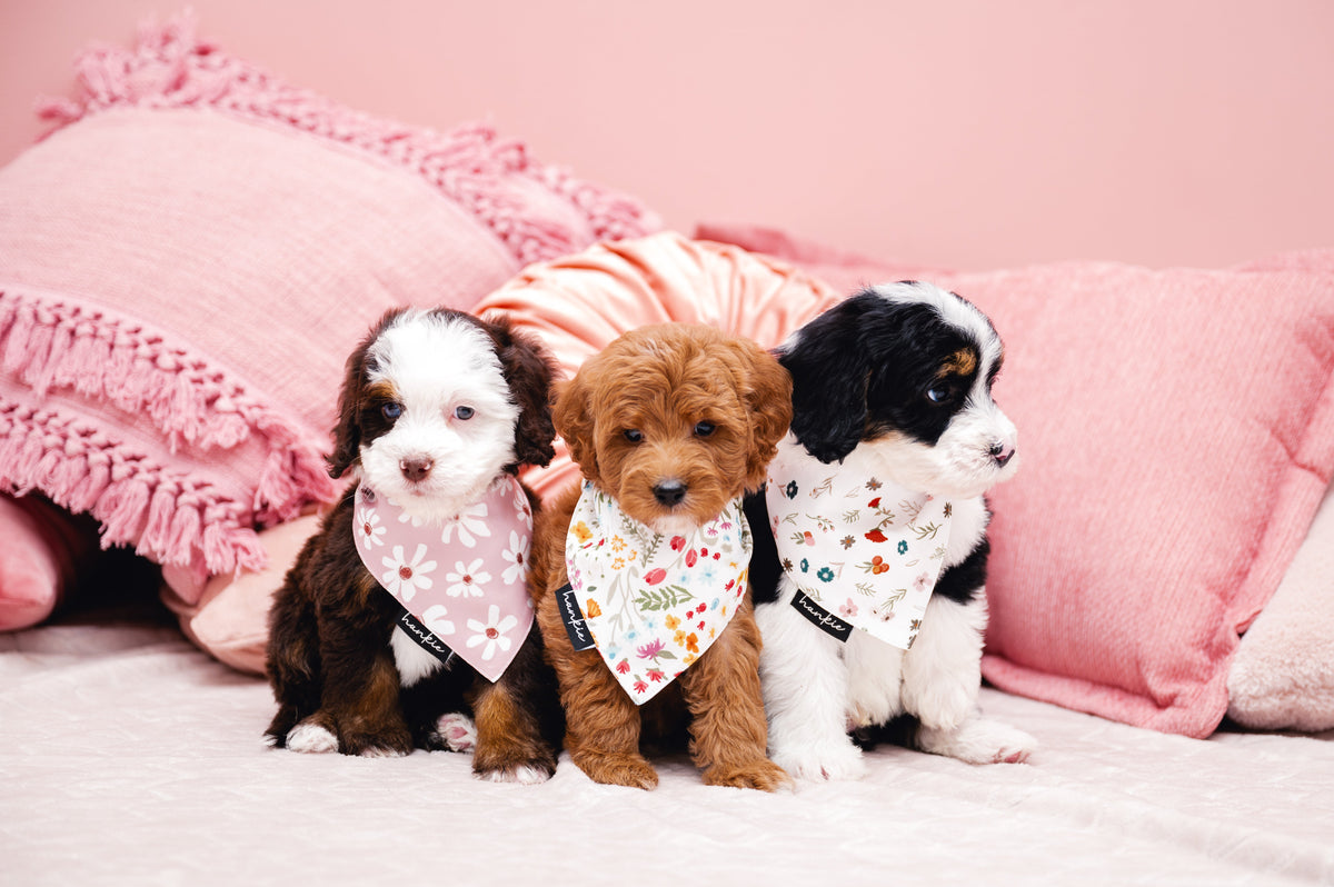 First Base Dog Bandana – Hankie Series