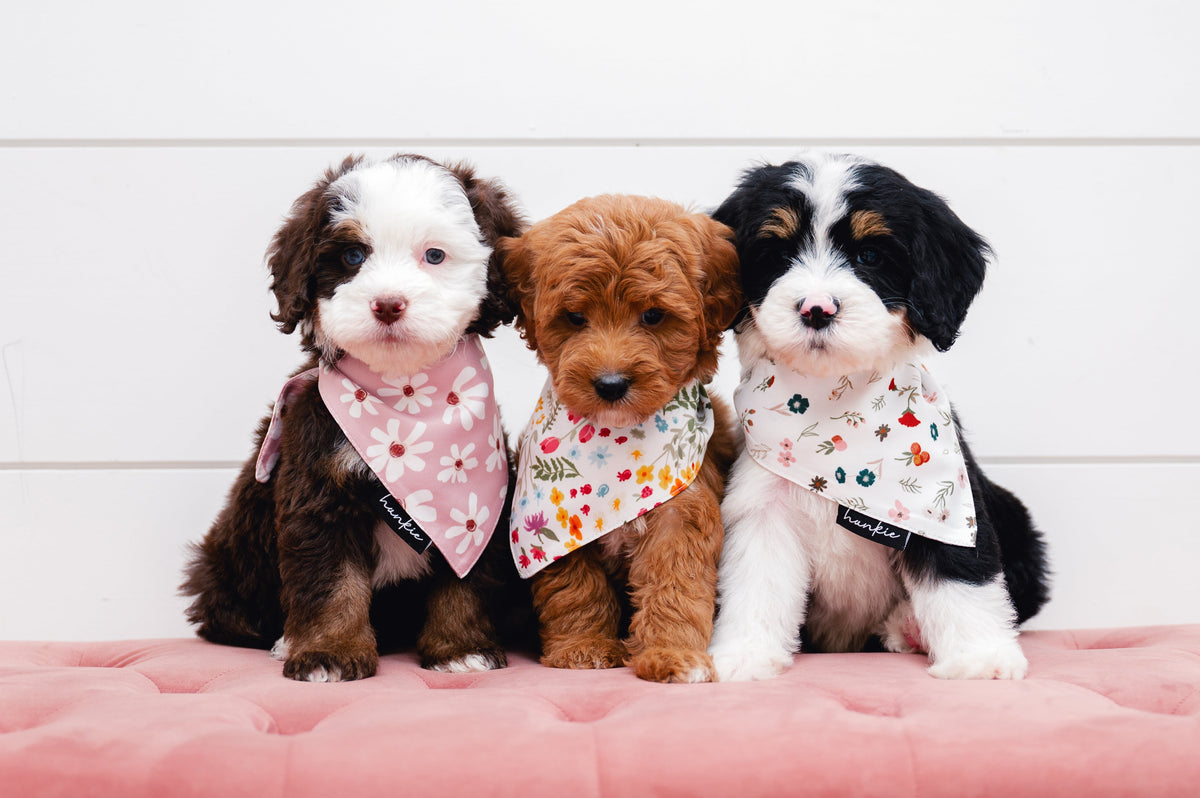 Veronica Vaughn Dog Bandana – Hankie Series