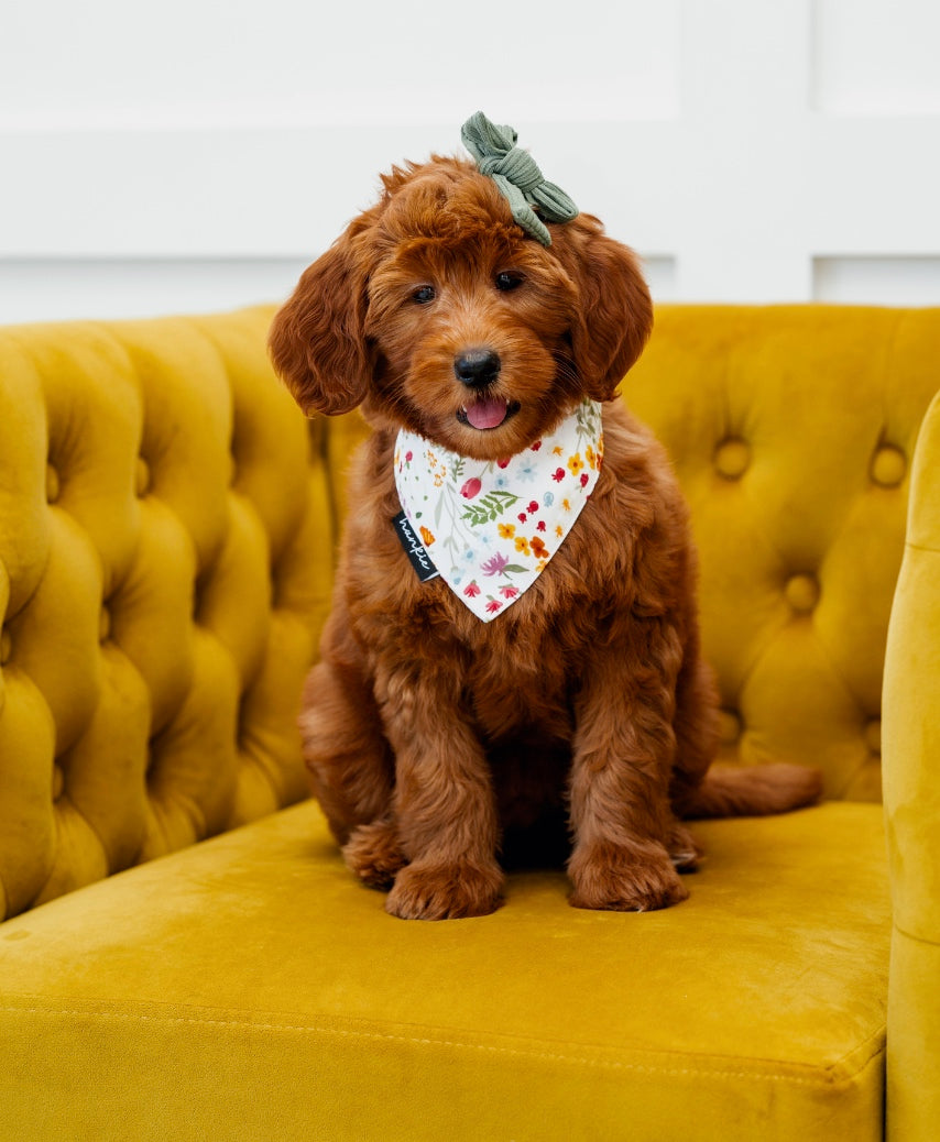 Hankie Dog Bandanas - Collection 1
