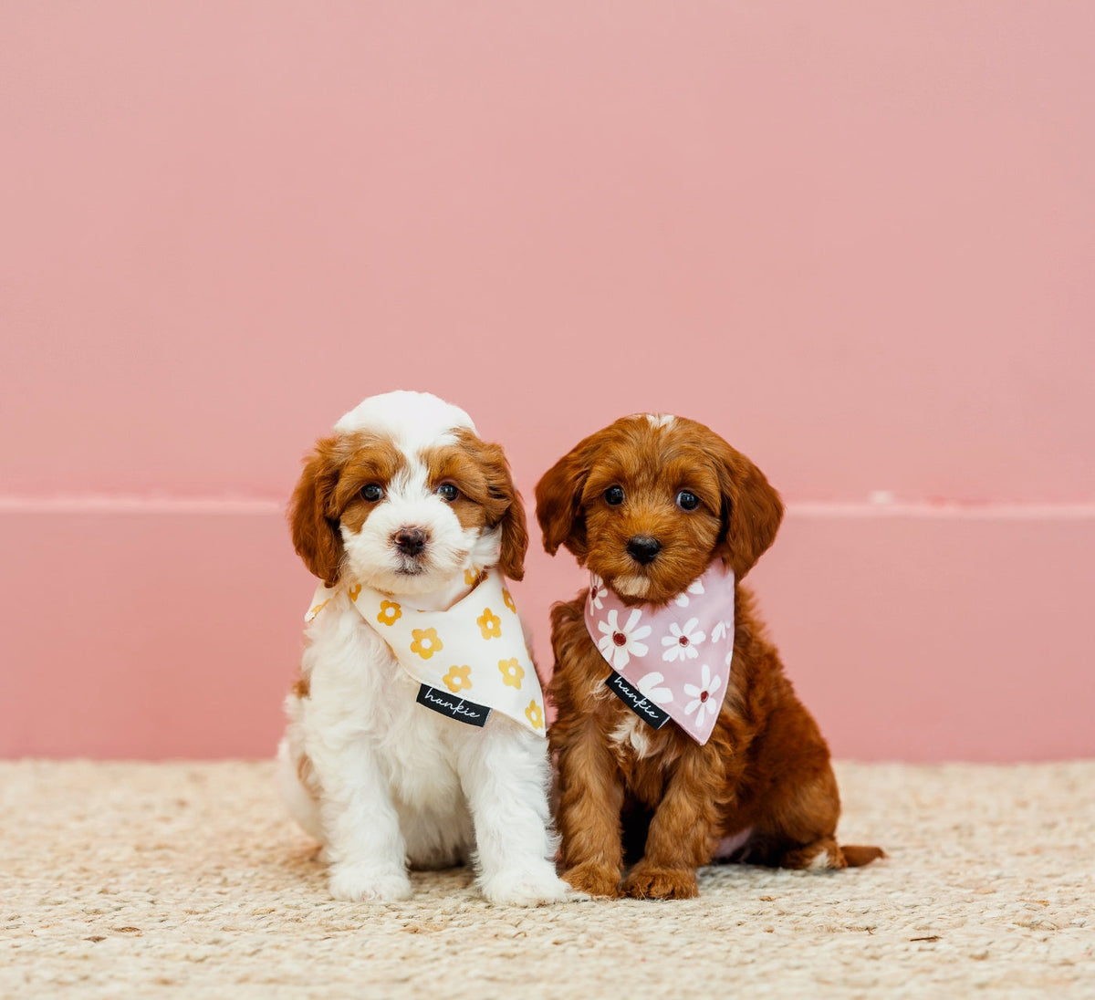 Veronica Vaughn Dog Bandana – Hankie Series