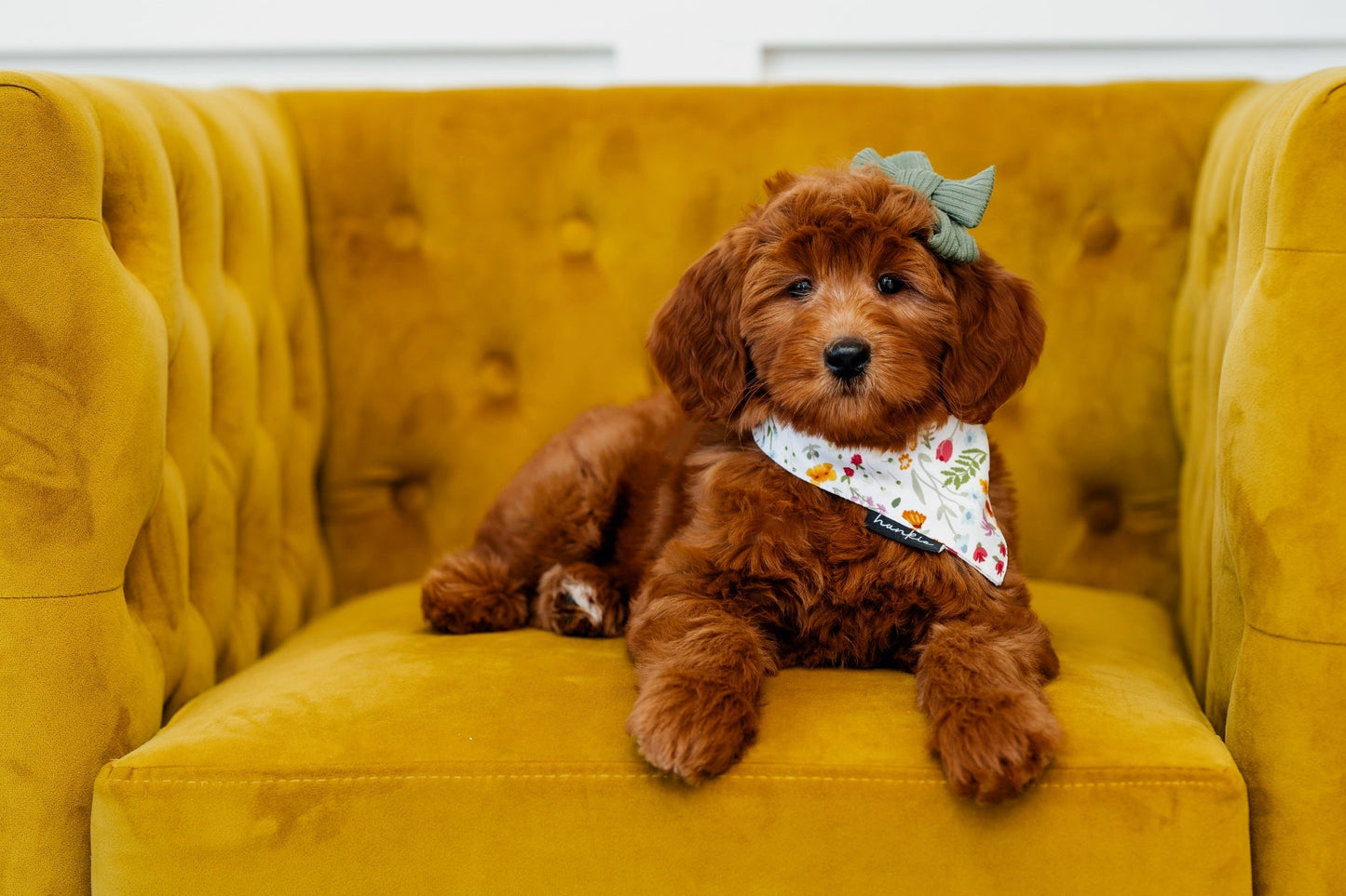 Hankie Dog Bandanas - Collection 1