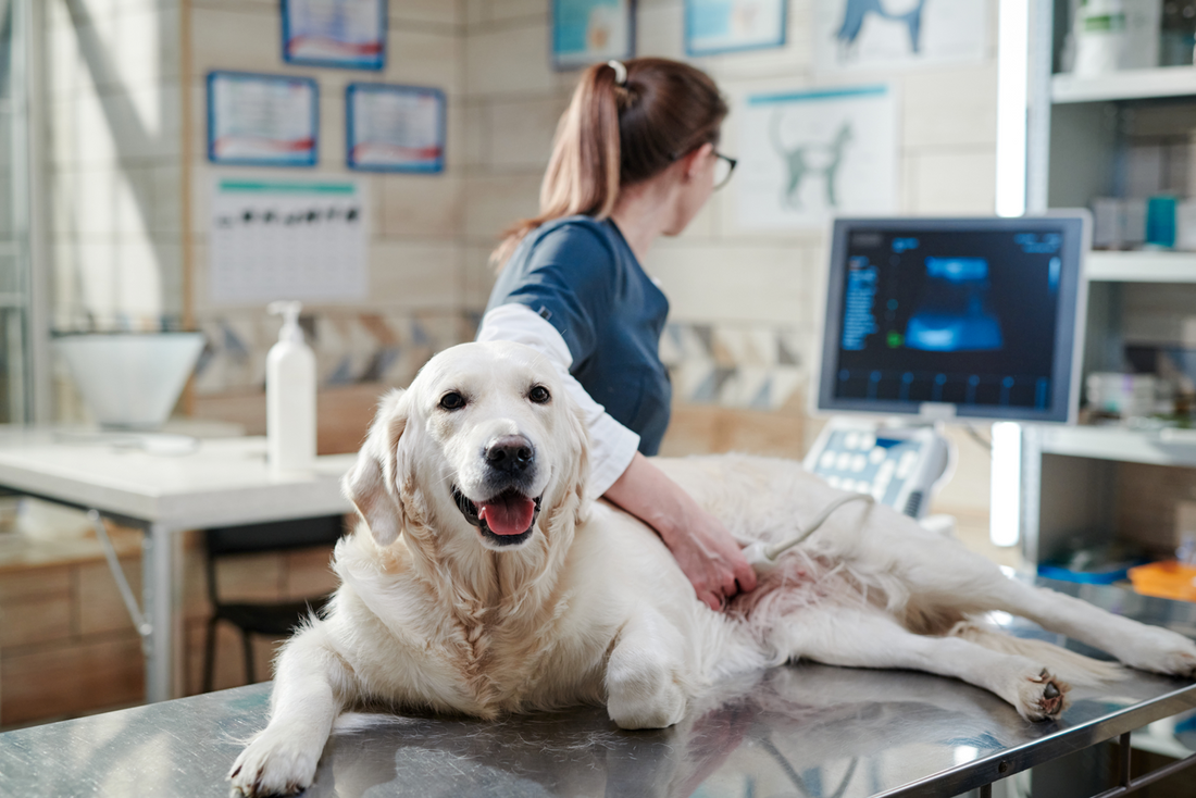 Ensuring Healthy Pups: The Importance of Ultrasound for Your Pregnant Dog | Utah