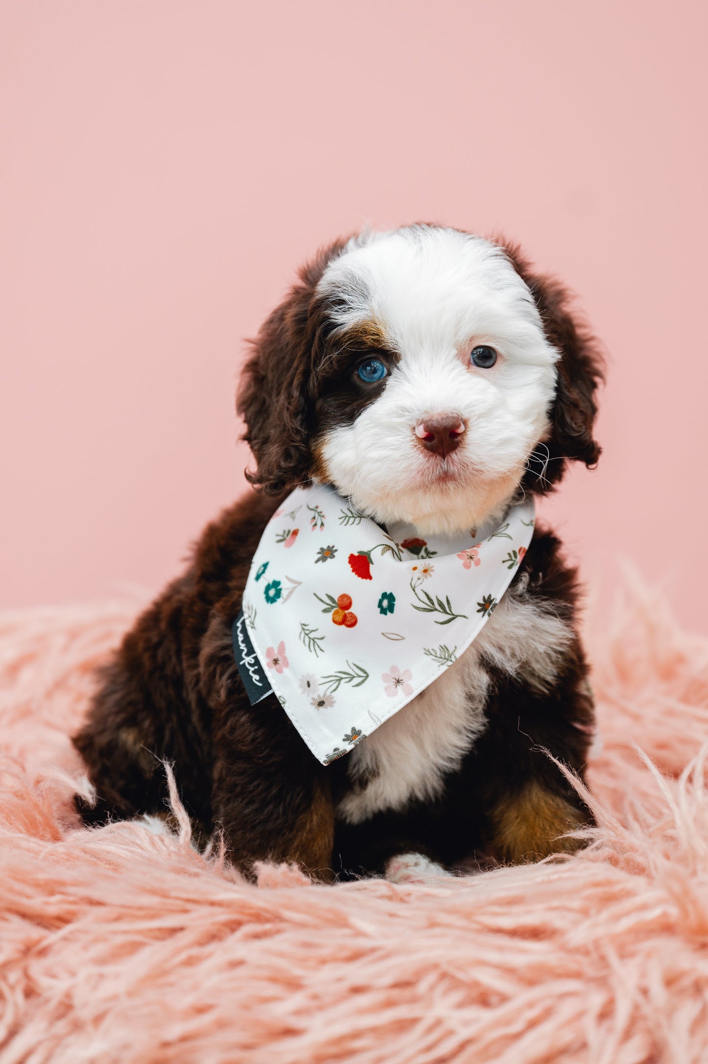 First Base Dog Bandana – Hankie Series