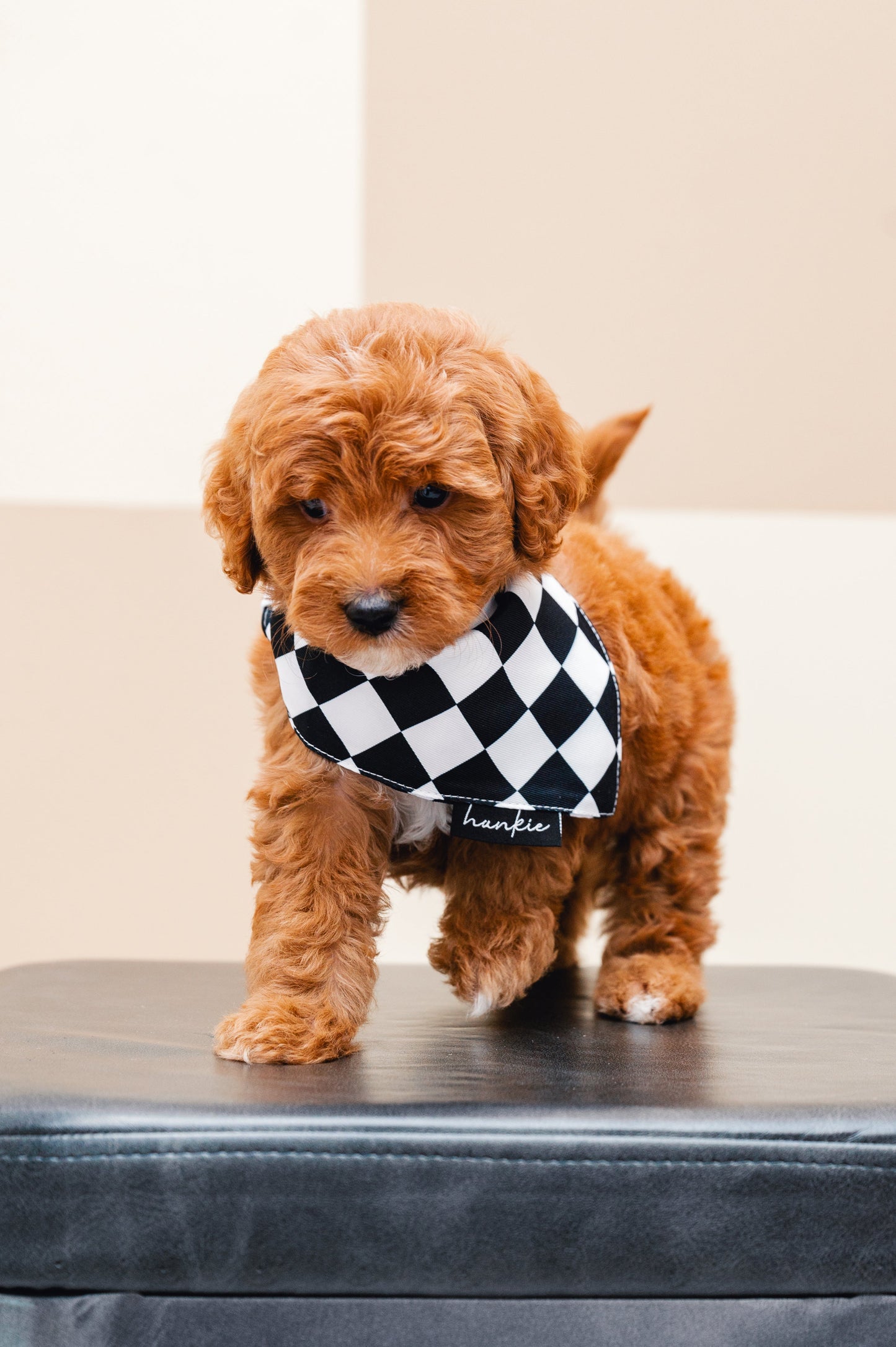 Checkmate Dog Bandana – Hankie Series
