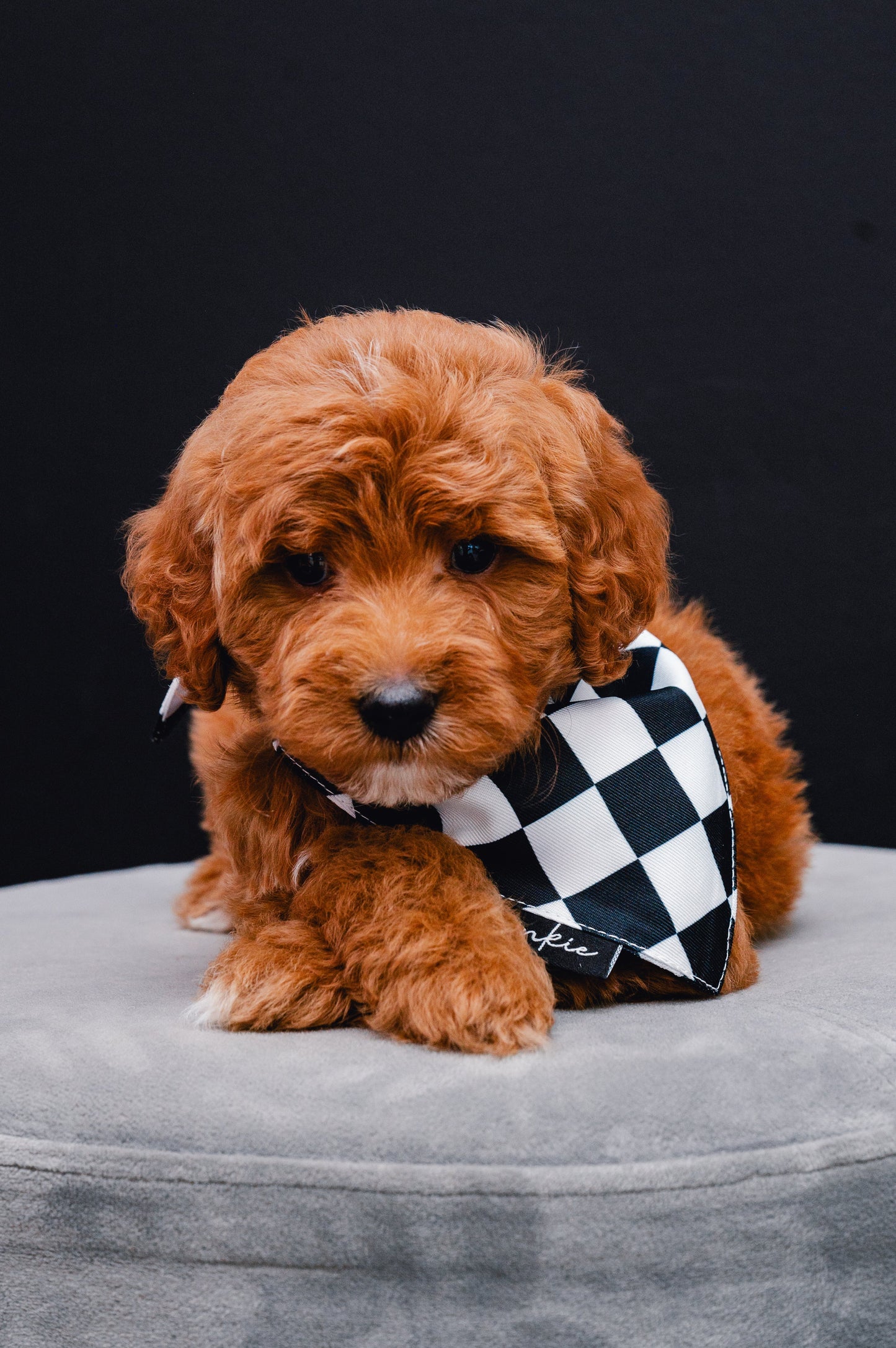 Checkmate Dog Bandana – Hankie Series