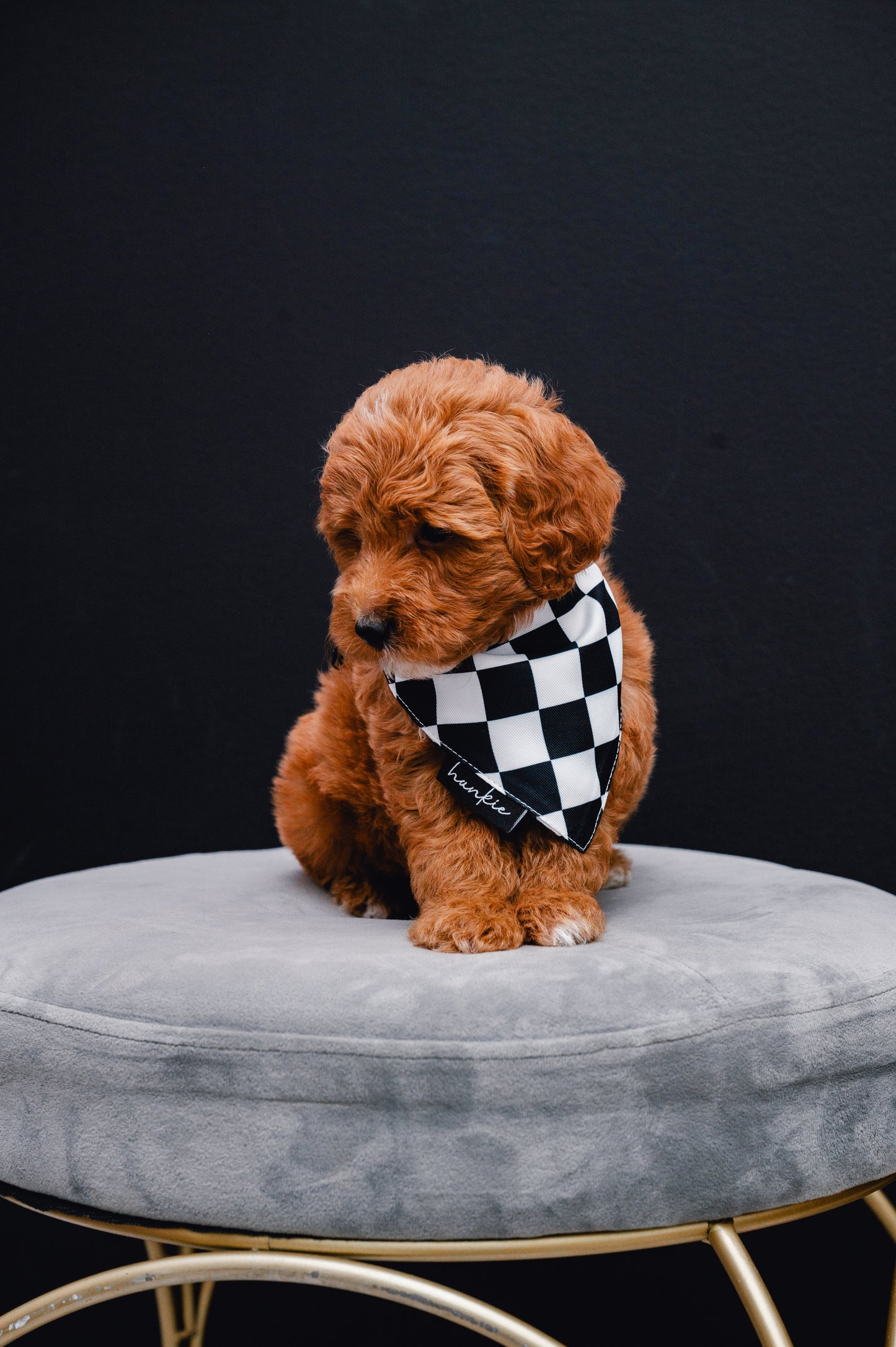 Checkmate Dog Bandana – Hankie Series