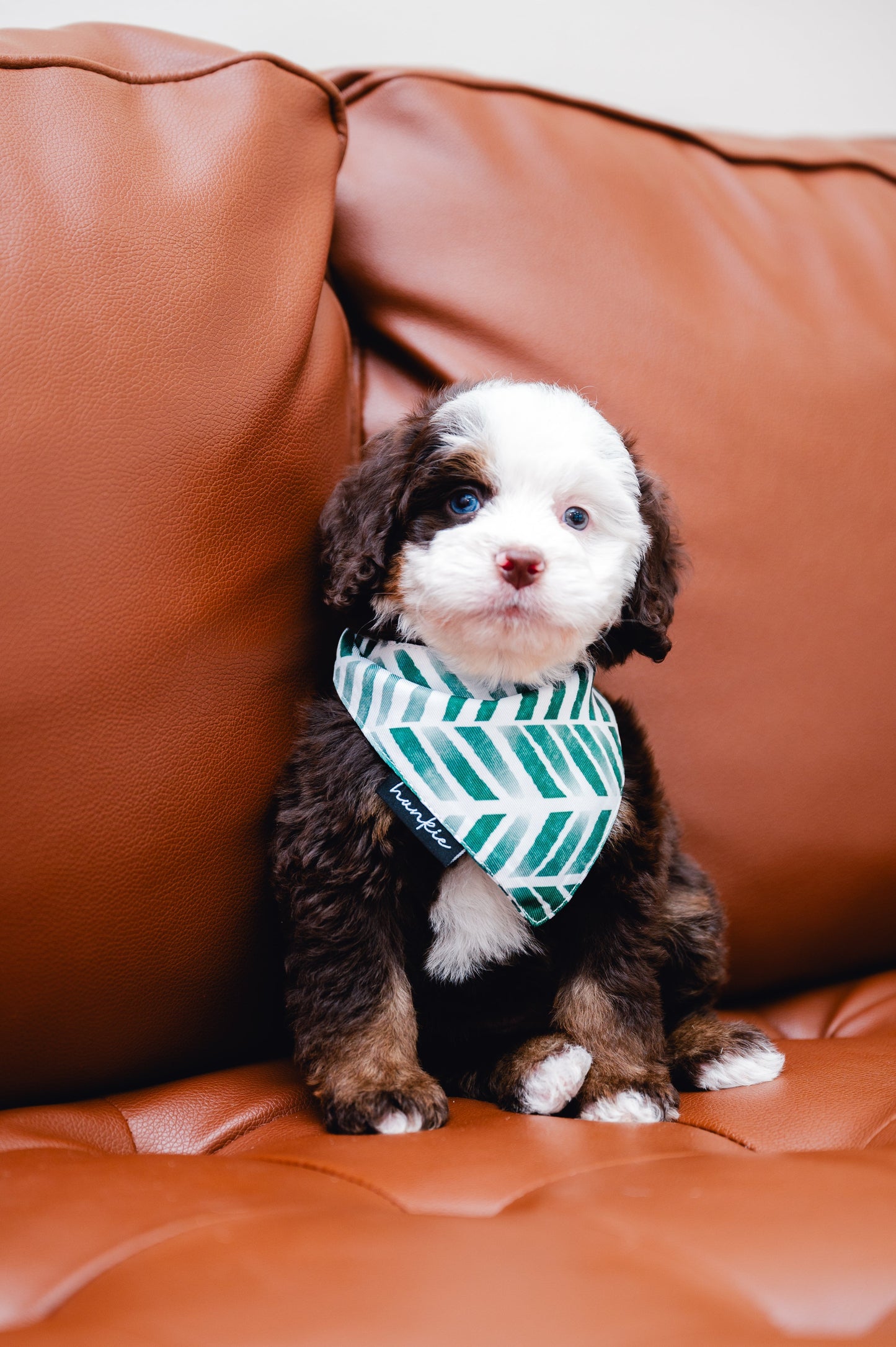 Augusta Dog Bandana – Hankie Series