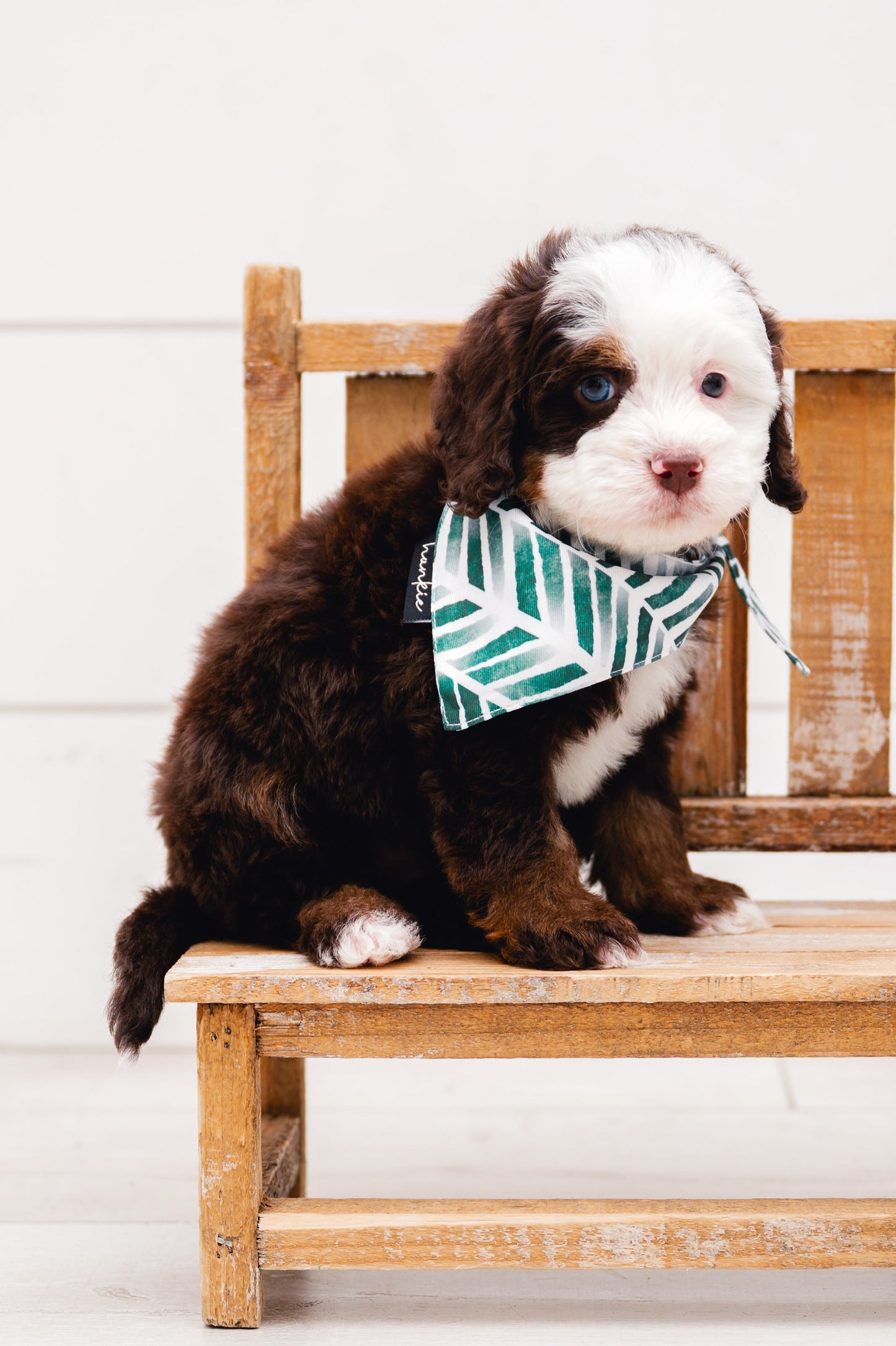 Augusta Dog Bandana – Hankie Series