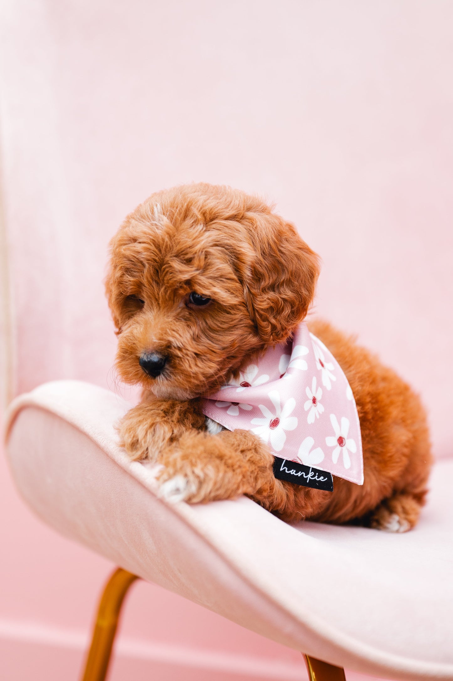 Veronica Vaughn Dog Bandana – Hankie Series