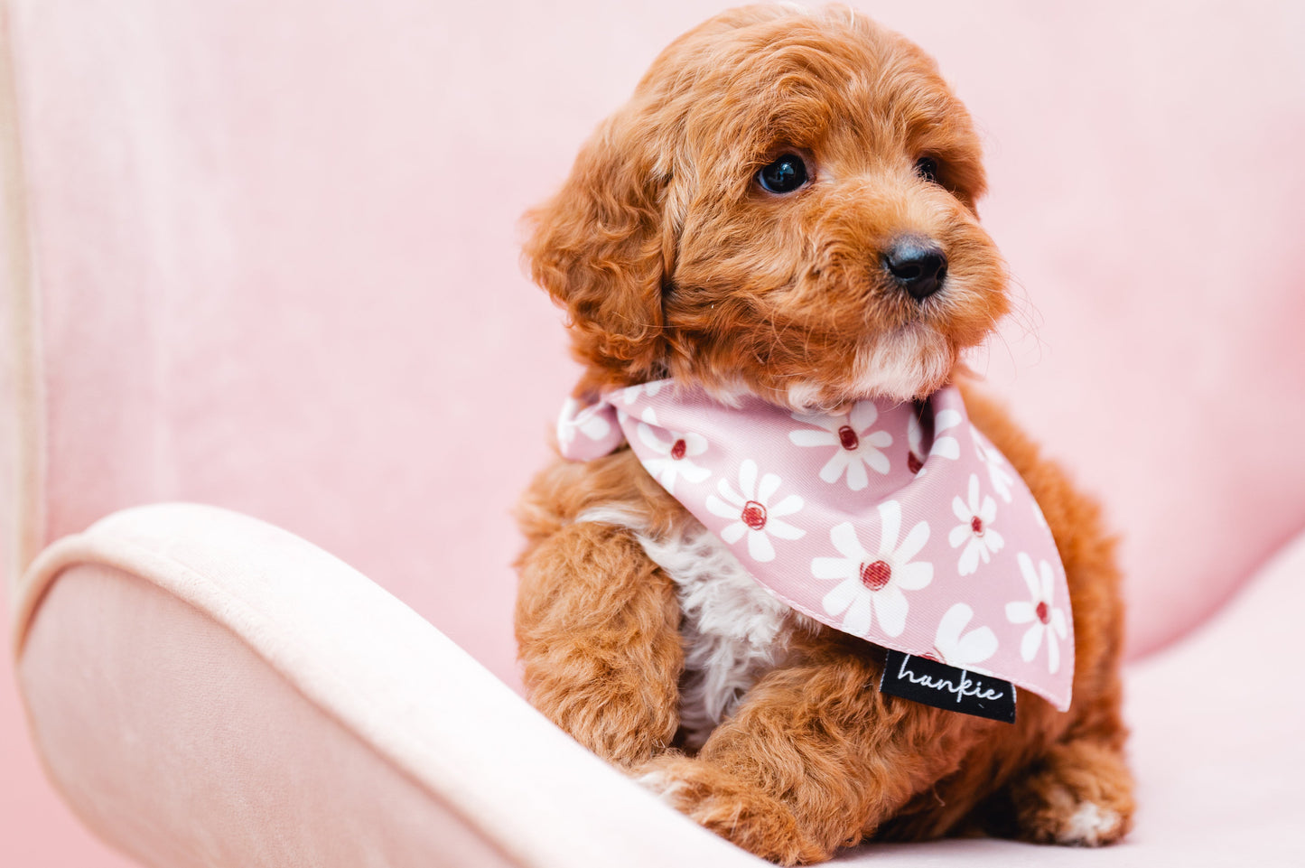 Veronica Vaughn Dog Bandana – Hankie Series