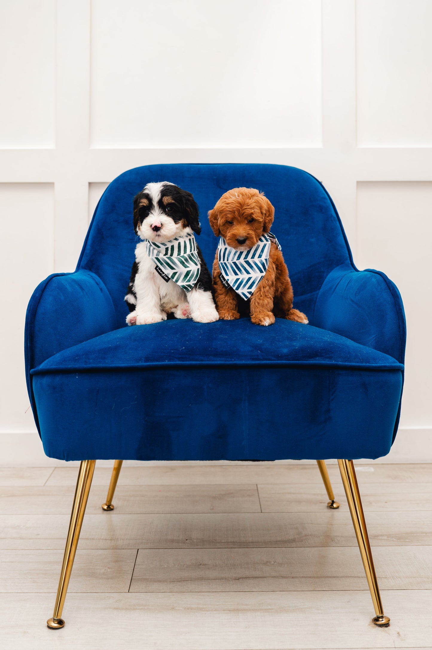 Augusta Dog Bandana – Hankie Series