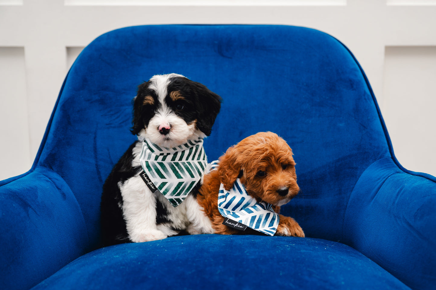 Augusta Dog Bandana – Hankie Series