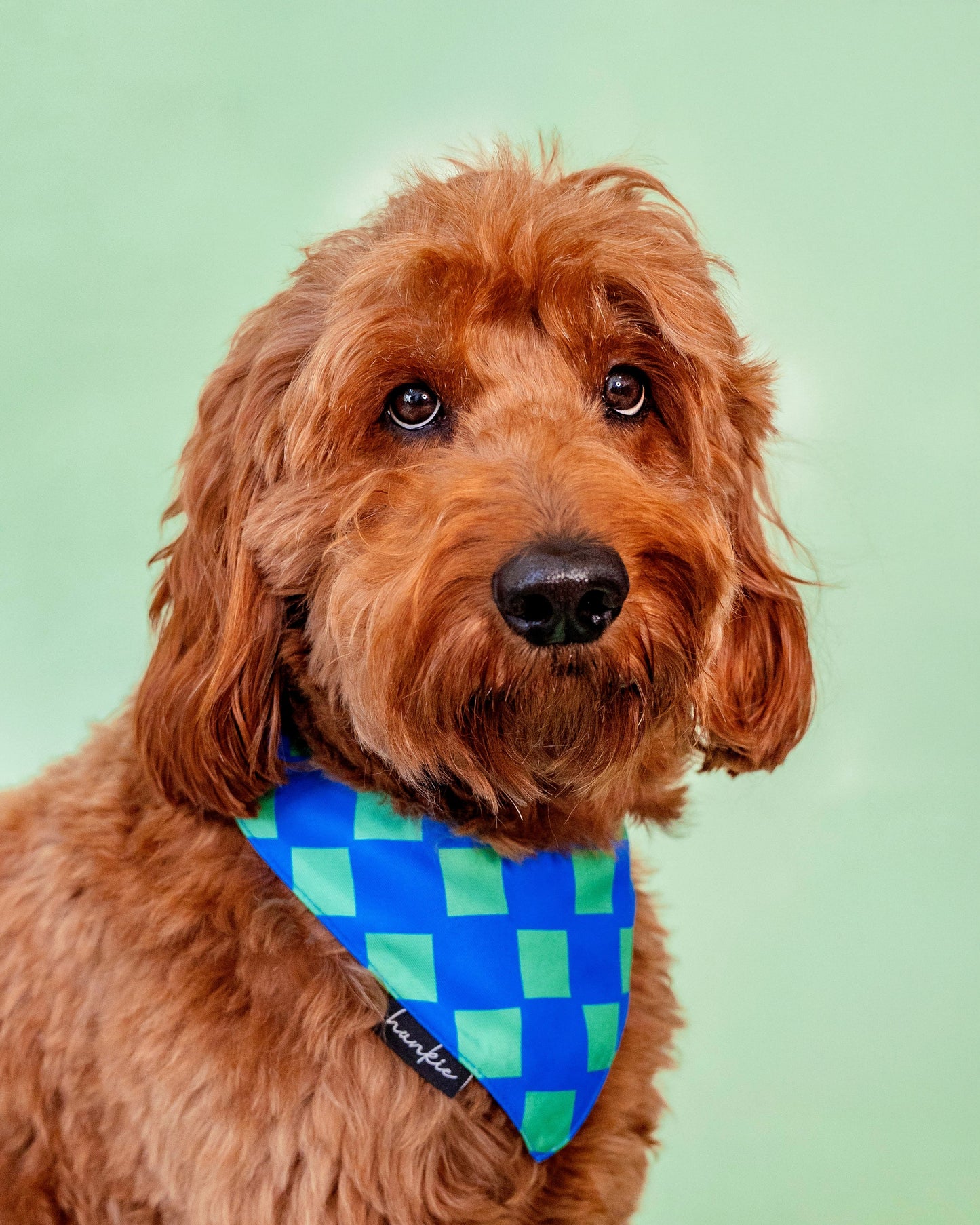 Sweet Child O’ Mine Dog Bandana – Hankie Series 2