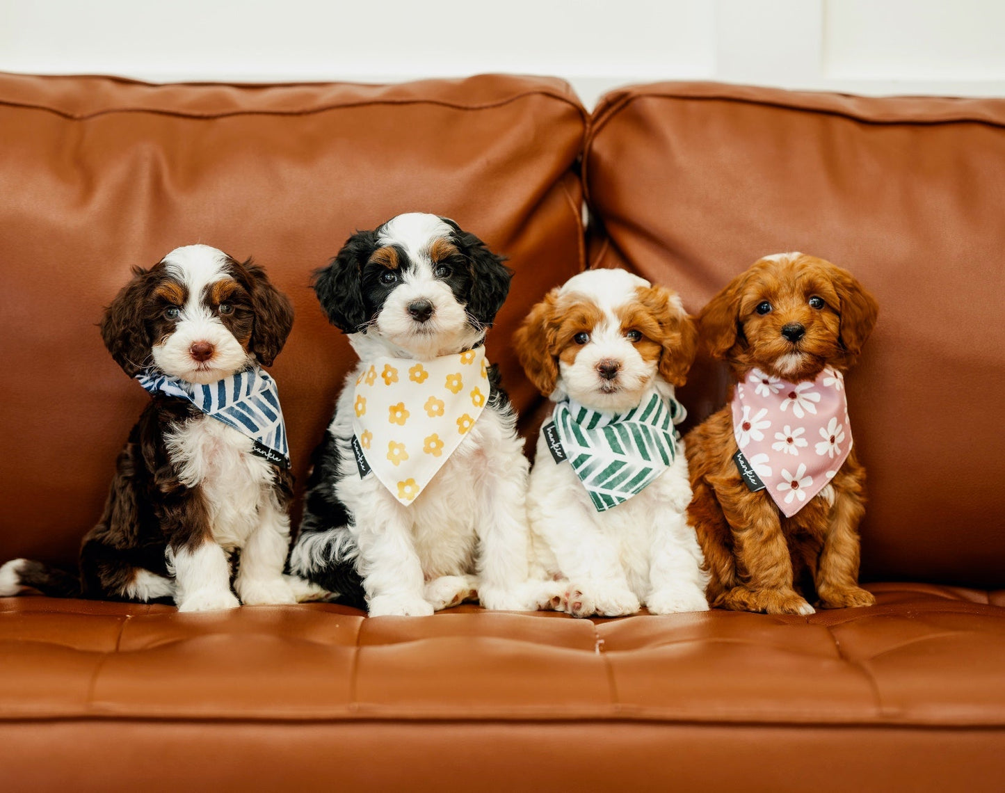 Augusta Dog Bandana – Hankie Series