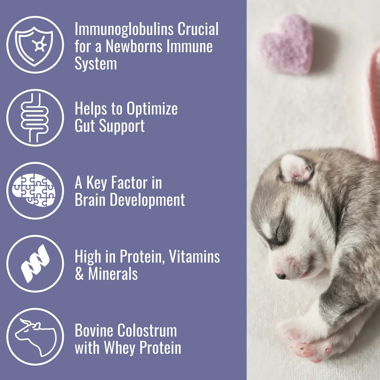 Colostrum - Made in USA - Bovine First Milk Sourced - Nutrient Rich - Small Herd Pasture Fed Cows - Easy to Mix - Palatable