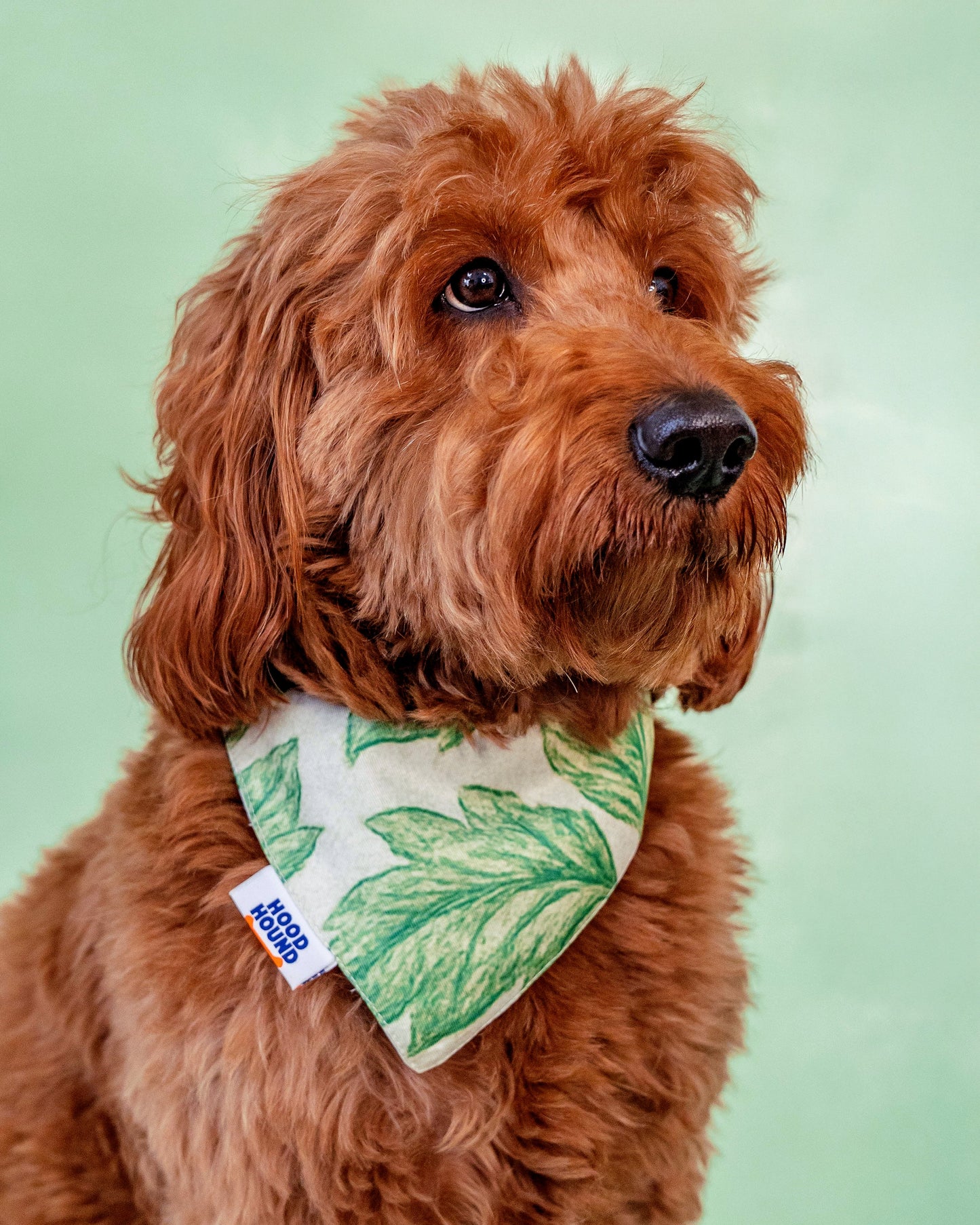 Off the Vine dog bandana from Hood Hound, high-quality accessory for pets