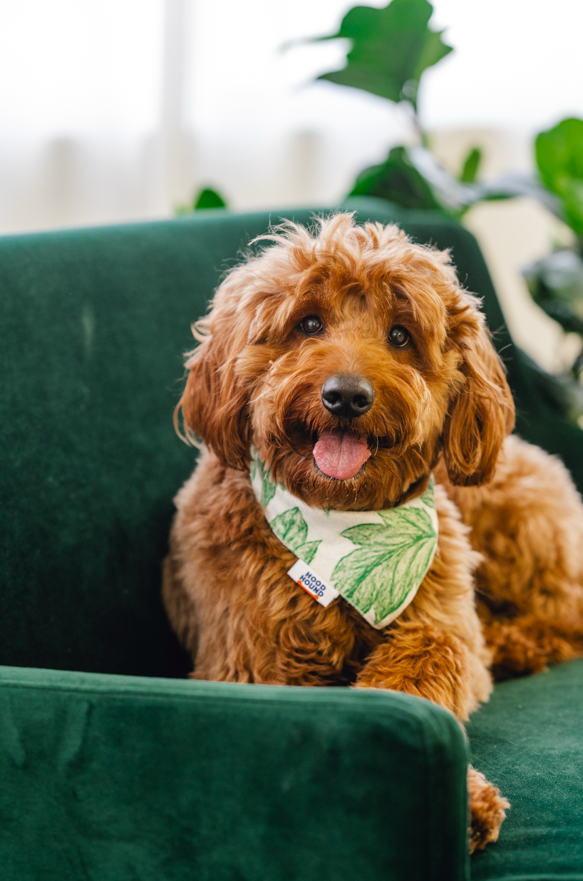 Off the Vine dog bandana from Hood Hound, high-quality accessory for pets