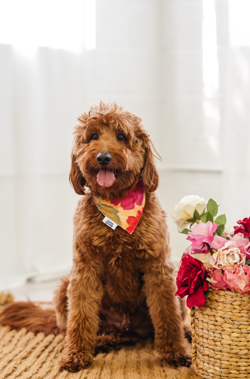 PYT dog bandana from Hood Hound, stylish accessory for small and large dogs