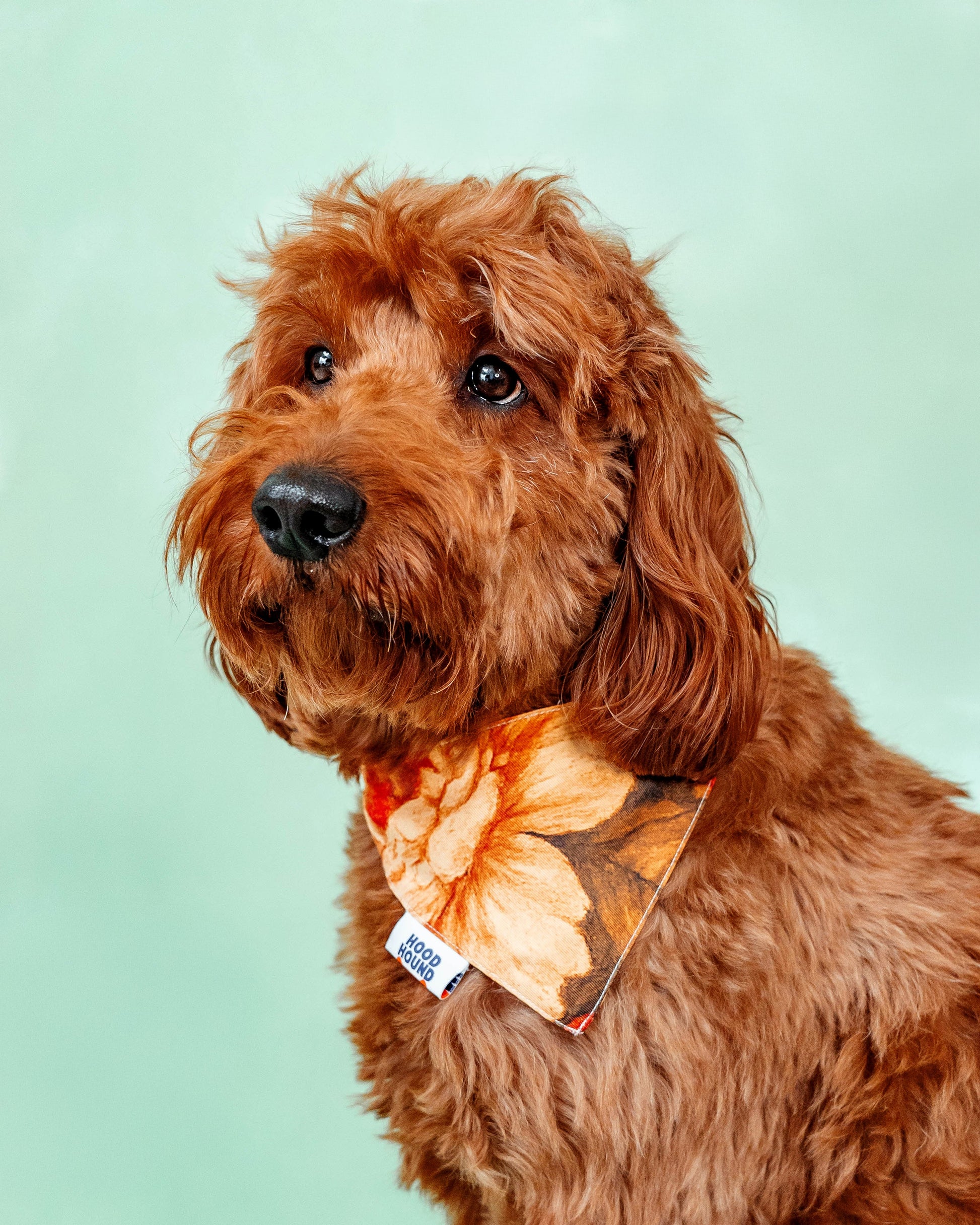 Santa Rosa dog bandana from Hood Hound, stylish and durable for puppies and dogs