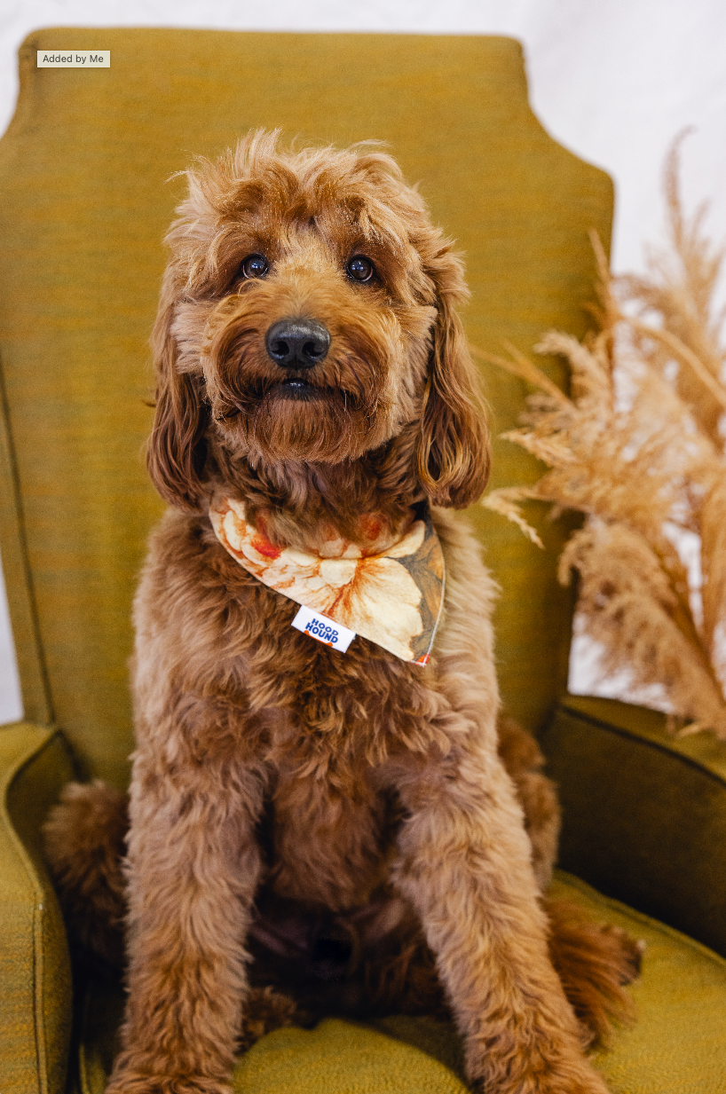 Santa Rosa dog bandana from Hood Hound, stylish and durable for puppies and dogs
